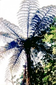 New Zealand Mamaku Fern Tree