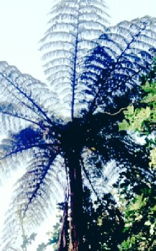 New Zealand Mamaku Tree Fern